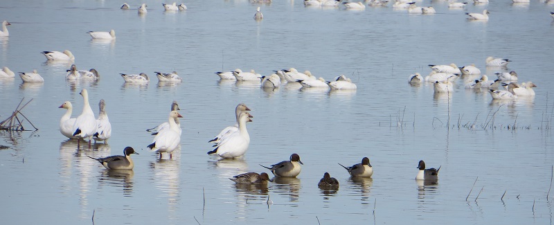 Mixed flock of snow geese and northern pintail ducks roosting in a wetland.
